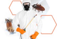 Best Home Pest Control in Jaipur