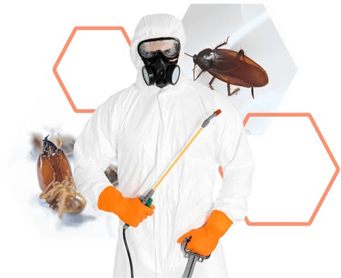 Best Home Pest Control in Jaipur