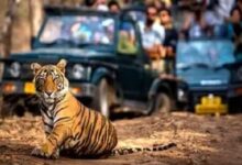 Ranthambore national park safari booking