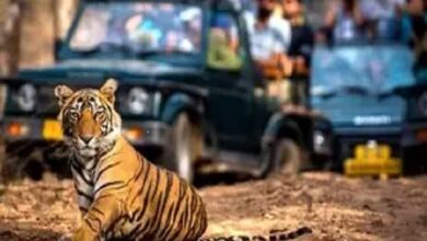 Ranthambore national park safari booking