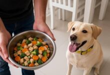 Fresh Pet Food Pune