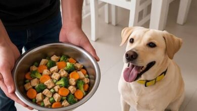 Fresh Pet Food Pune