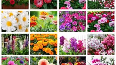 Winter Season Flower Seeds​
