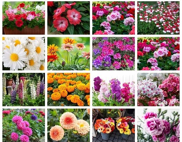 Winter Season Flower Seeds