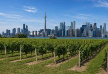 Toronto to Niagara Weed Tours