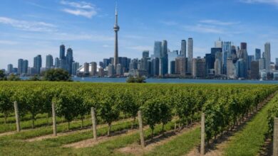 Toronto to Niagara Weed Tours